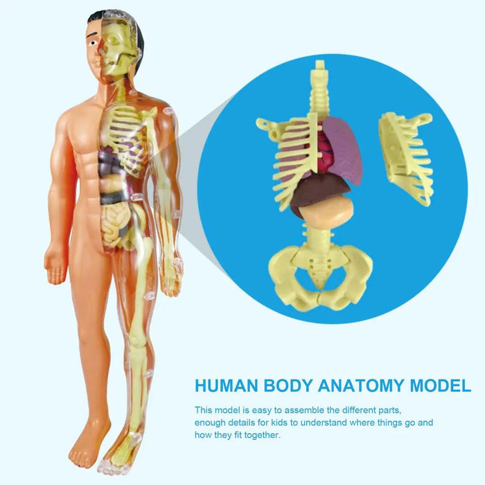 Human Body Torso Model for Kid Anatomy Model Skeleton