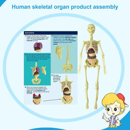 Human Body Torso Model for Kid Anatomy Model Skeleton