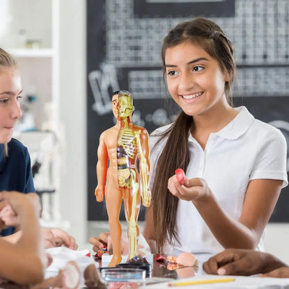 Human Body Torso Model for Kid Anatomy Model Skeleton