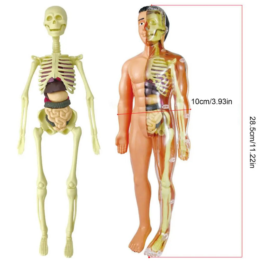 Human Body Torso Model for Kid Anatomy Model Skeleton