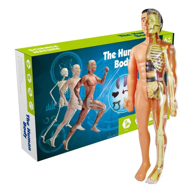 Human Body Torso Model for Kid Anatomy Model Skeleton